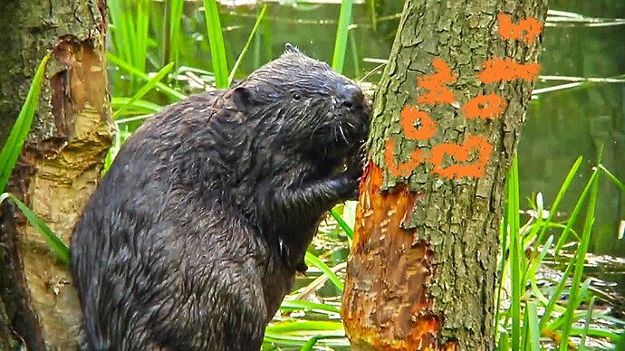 wald-biber-100~_v-gseagaleriexl