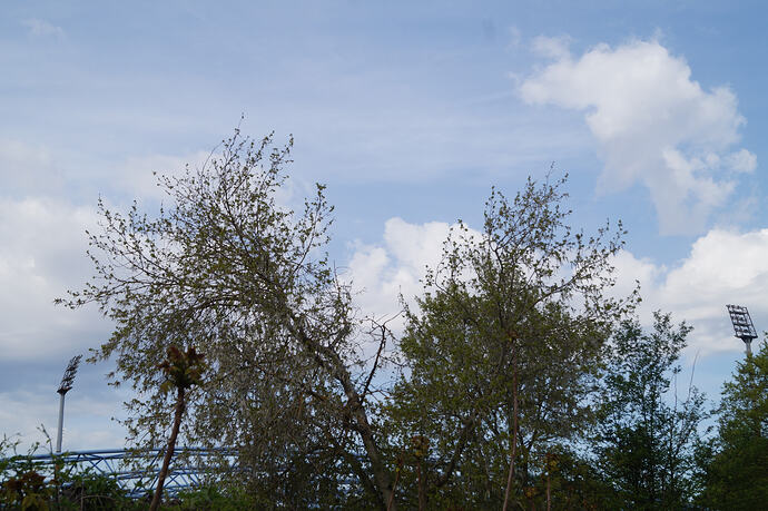 DSC06554